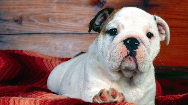 A Comfy Drawer, Bulldog White Puppy